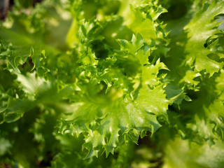 Green leafy salad vegetables grown in the back garden, organic vegetables concept.