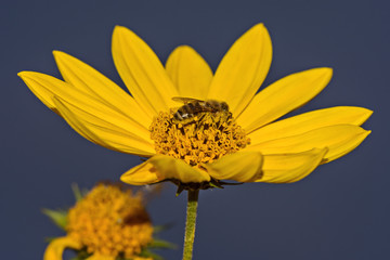 bee and yellow flower sunflower Helianthus tuberosus and blue sky