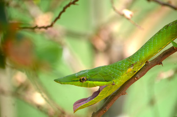 Serpiente Bejuquilla con boca abierta