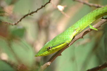 Serpiente Bejuquilla Verde