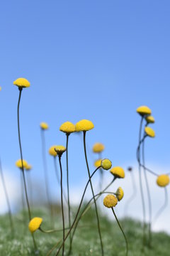 Silberfiederpolster Cotula hispida gelb Staude Gartenpflanze winterhart mehrj&auml;hrig Polsterstaude Steingarten 