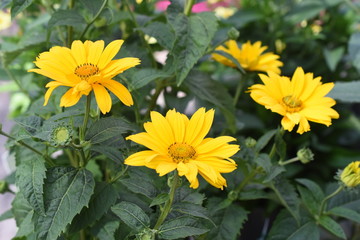 Fototapeta premium Gartenpflanze Staude Sonnenblume Sole winterhart Blüte gelb Gartenpflanze