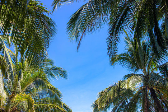 Coco palm crowns on blue sky. Palm tree top natural frame. Green palm tropical landscape photo
