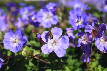 Storchschnabel Geranium Insekt Biene Gartenpflanze winterhart Blüte Blau Insektennahrung 