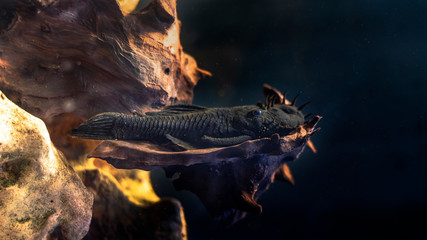 Ancistrus cirrhosus fish