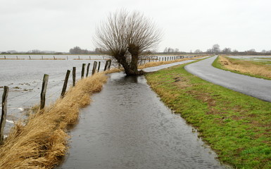 Hochwasser,Weide,Kopfweide