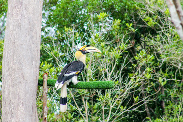 hornbill