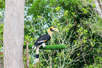 hornbill