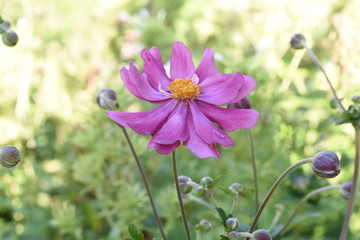 Anemone Herbstanemone Gartenpflanze Schattenpflanze winterhart rosa 