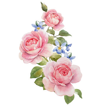 Watercolor rose composition