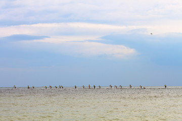 Group of people compete in rowing on stand up paddle board (SUP) on sea. View from the back