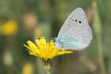 butterfly on flower