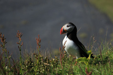 Puffin
