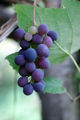 scented black grapes