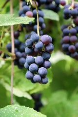 scented black grapes