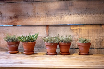 plant pots in the wood table