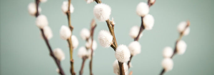 Sal-Weide Kätzchen am Zweig von Weidenkätzchen Baum vor Mint Grün Hintergrund © Christin Klose