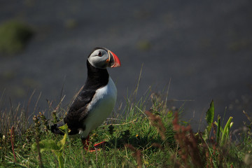 Puffin