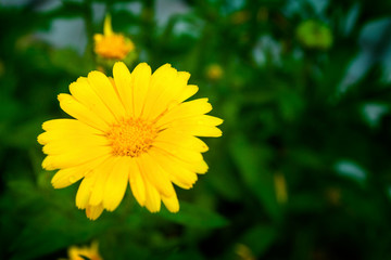 Yellow flower close-up on the background of a green flowerbed