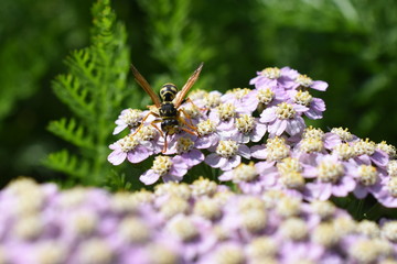 Insekt Wespe Schafgarbe Achillea millefolium Lilac Beauty Nahaufnahme Gartenpflanze Staude Sonnenpflanze