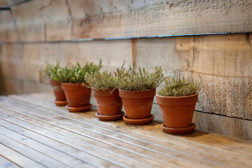 Fototapeta na wymiar plant pots in the wood table