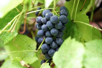 scented black grapes