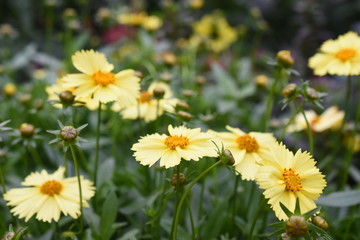 Fototapeta premium Mädchenauge Coreopsis solana Glow gelb Gartenpflanze Staude winterhart Knospen Blüten