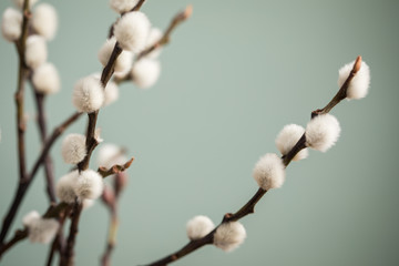 Sal-Weide Kätzchen am Zweig von Weidenkätzchen Baum vor Mint Grün Hintergrund © Christin Klose