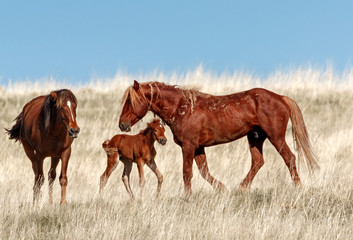 Wild Stallion and Foal