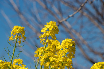 Rape blossoms at Fukuei Sports Plaza, Ichikawa City, Chiba Prefecture, Japan