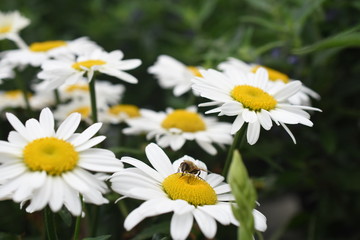 Gartenmargerite Leucanthemum maximum Daisy Mai weiß Insekten Biene Gartenpflanze Staude winterhart