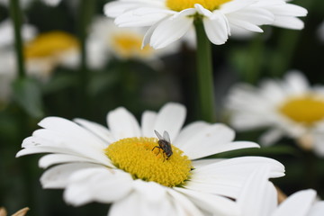 Gartenmargerite Leucanthemum maximum Daisy Mai weiß Insekten Biene Gartenpflanze Staude winterhart