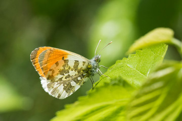 butterfly on leaf