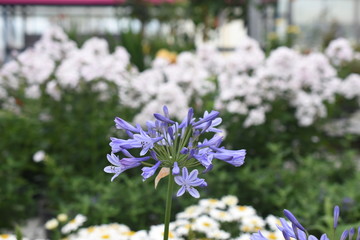 Schmucklilie Agapanthus blau Staude Gartenpflanze 
