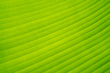 Green leaf in nature for background,blurred and defocused effect spring concept for design.