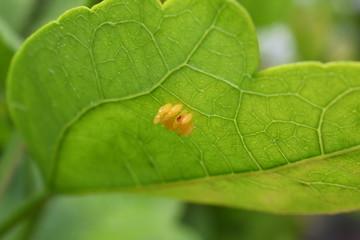 Nützling Insekt Marienkäfer Coccinellidae Larve Psyllobora  Eier schlüfpfen