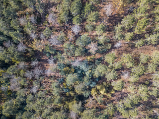 Aerial view of drone, with typical Portuguese forest, crown of trees, pines and oaks