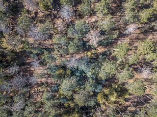 Aerial view of drone, with typical Portuguese forest, crown of trees, pines and oaks
