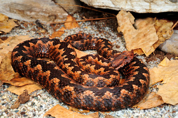 Europäische Hornotter (Vipera ammodytes ammodytes) im Terrarium