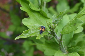 Nützling Insekt Marienkäfer Coccinellidae Larve Psyllobora  Eier schlüfpfen Blattläuse Blattlaus Aphidoidea Schädling