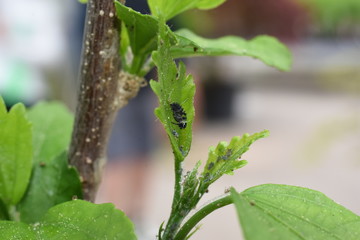 Nützling Insekt Marienkäfer Coccinellidae Larve Psyllobora  Eier schlüfpfen Blattläuse...