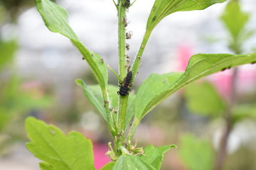 Nützling Insekt Marienkäfer Coccinellidae Larve Psyllobora  Eier schlüfpfen Blattläuse Blattlaus Aphidoidea Schädling