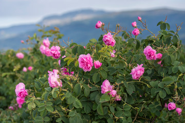 Rosa damascena, known as the Damask rose - pink, oil-bearing, flowering, deciduous shrub plant....