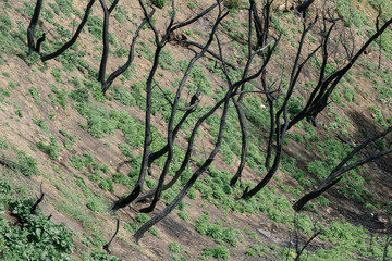 Environmental Conditions of Santa Monica Mountains Three Months After Woolsey Fire and Winter Storms