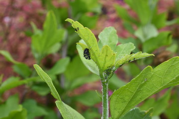 Nützling Insekt Marienkäfer Coccinellidae Larve Psyllobora Schädlinge Blattläuse Blattlaus Aphidoidea