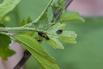 Nützling Insekt Marienkäfer Coccinellidae Larve Psyllobora  Eier schlüfpfen Blattläuse...
