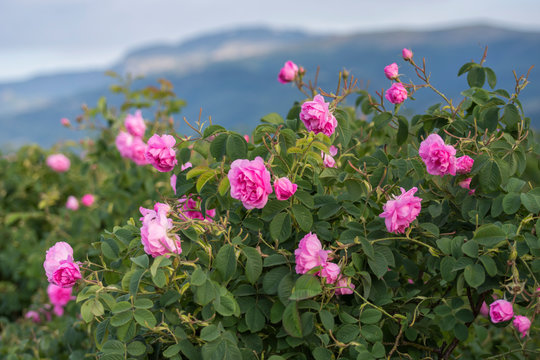 Rosa damascena, known as the Damask rose - pink, oil-bearing, flowering, deciduous shrub plant. Bulgaria, Kazanlak, the Valley of Roses. Close up view.  The Old mountain (Balkan) on the background.