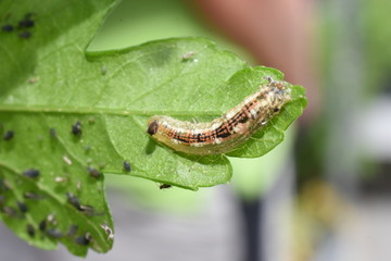 Nützling Insekt Schädling Schwebfliegenlarve  Syrphidae Syrphus  Blattläuse Blattlaus Aphidoidea