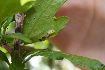 Nützling Insekt Schädling Schlupfwespe Ichneumonidae legt Eier in Schwebfliegenlarve  Syrphidae Syrphus  Blattläuse Blattlaus Aphidoidea
