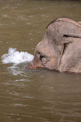Elefant halb im Wasser 